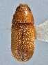  ( - BHJ38)  @11 [ ] No Rights Reserved (2012) Unspecified University Museum of Bergen, Natural History Collections