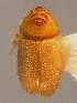  ( - BHJ45)  @11 [ ] No Rights Reserved (2012) Unspecified University Museum of Bergen, Natural History Collections