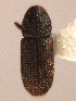  ( - BHJ52)  @11 [ ] No Rights Reserved (2012) Unspecified University Museum of Bergen, Natural History Collections