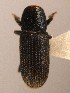  ( - BHJ55)  @11 [ ] No Rights Reserved (2012) Unspecified University Museum of Bergen, Natural History Collections