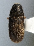  (Polygraphus sp - BHJ61)  @11 [ ] No Rights Reserved (2012) Unspecified University Museum of Bergen, Natural History Collections