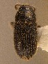  (Phloeotribus lecontei - BHJ86)  @13 [ ] No Rights Reserved (2012) Unspecified University Museum of Bergen, Natural History Collections