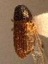  (Phloeotribus spinulosus - BHJ98)  @12 [ ] No Rights Reserved (2012) Unspecified University Museum of Bergen, Natural History Collections