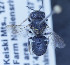  (Othinosmia jansei - O_jansei_MK2)  @13 [ ] No Rights Reserved (2014) Denis Michez University of Mons