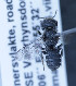  (Othinosmia pachyceps - O_pachypes_MK1)  @13 [ ] No Rights Reserved (2014) Denis Michez University of Mons