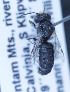  (Othinosmia globicola - O_globicola_MK7)  @13 [ ] No Rights Reserved (2014) Denis Michez University of Mons