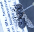  (Othinosmia sp. 13 - O_spec13_MK2)  @13 [ ] No Rights Reserved (2014) Denis Michez University of Mons
