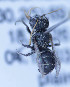  (Othinosmia sp. 6 - O_spec6_MK2)  @13 [ ] No Rights Reserved (2014) Denis Michez University of Mons
