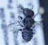  ( - O_pachypes_MK2)  @13 [ ] No Rights Reserved (2014) Denis Michez University of Mons