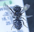  (Othinosmia calviniae - O_calviniae_MK1)  @13 [ ] No Rights Reserved (2014) Denis Michez University of Mons