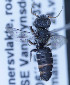  (Othinosmia monilifera - O_monilifera_MK1)  @13 [ ] No Rights Reserved (2014) Denis Michez University of Mons