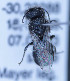  (Othinosmia sp. 7 - O_spec7_MK1)  @13 [ ] No Rights Reserved (2014) Denis Michez University of Mons