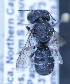  (Heriades sp. 2 - Michenerellaspec2_MK1)  @13 [ ] No Rights Reserved (2014) Denis Michez University of Mons