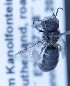  ( - O_namana_MK8)  @13 [ ] No Rights Reserved (2014) Denis Michez University of Mons