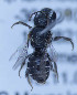  (Othinosmia rhodognatha - O_spec2_MK1)  @13 [ ] No Rights Reserved (2014) Denis Michez University of Mons