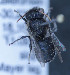  (Othinosmia sp. B - O_specB_MK1)  @11 [ ] No Rights Reserved (2014) Denis Michez University of Mons