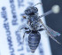  ( - S_oxalensis_MK21)  @11 [ ] No Rights Reserved (2014) Denis Michez University of Mons