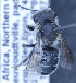  (Othinosmia sp. 2 - O_spec2T3_MK2)  @13 [ ] No Rights Reserved (2014) Denis Michez University of Mons