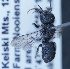  (Othinosmia namana - O_namana_MK3)  @13 [ ] No Rights Reserved (2014) Denis Michez University of Mons