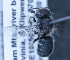  (Othinosmia schultzei - O_schultzei_MK3)  @13 [ ] No Rights Reserved (2014) Denis Michez University of Mons
