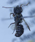  (Othinosmia sp. 5 - O_spec5_MK1)  @11 [ ] No Rights Reserved (2014) Denis Michez University of Mons
