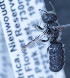  (Othinosmia nitidula - O_nitidula_MK3)  @12 [ ] No Rights Reserved (2014) Denis Michez University of Mons