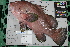  ( - OGL-L282-E29106)  @11 [ ] CreativeCommons  Attribution (by) (2018) Unspecified Ocean Genome Legacy