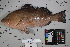  ( - OGL-L255-E28142)  @11 [ ] Creative Commons Attribution License (CC BY) (2018) Unspecified Ocean Genome Legacy