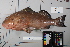  ( - OGL-L255-E28144)  @11 [ ] Creative Commons Attribution License (CC BY) (2018) Unspecified Ocean Genome Legacy