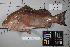  ( - OGL-L255-E28146)  @11 [ ] Creative Commons Attribution License (CC BY) (2018) Unspecified Ocean Genome Legacy