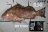 ( - OGL-L255-E28146)  @11 [ ] Creative Commons Attribution License (CC BY) (2018) Unspecified Ocean Genome Legacy