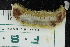  ( - ZMBN150361)  @11 [ ] CreativeCommons-by-nc-sa (2022) UoB University of Bergen, Natural History Collections
