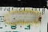  ( - ZMBN150361)  @11 [ ] CreativeCommons-by-nc-sa (2022) UoB University of Bergen, Natural History Collections