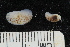  ( - ZMBN150361)  @11 [ ] CreativeCommons-by-nc-sa (2022) UoB University of Bergen, Natural History Collections