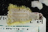  ( - ZMBN150362)  @11 [ ] CreativeCommons-by-nc-sa (2022) UoB University of Bergen, Natural History Collections