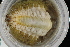  ( - ZMBN150363)  @11 [ ] CreativeCommons-by-nc-sa (2022) UoB University of Bergen, Natural History Collections