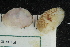  ( - ZMBN150363)  @11 [ ] CreativeCommons-by-nc-sa (2022) UoB University of Bergen, Natural History Collections