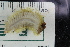  ( - ZMBN150364)  @11 [ ] CreativeCommons-by-nc-sa (2022) UoB University of Bergen, Natural History Collections