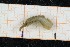  ( - ZMBN150365)  @11 [ ] CreativeCommons-by-nc-sa (2022) UoB University of Bergen, Natural History Collections