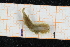  ( - ZMBN150365)  @11 [ ] CreativeCommons-by-nc-sa (2022) UoB University of Bergen, Natural History Collections