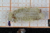  ( - ZMBN150366)  @11 [ ] CreativeCommons-by-nc-sa (2022) UoB University of Bergen, Natural History Collections