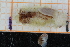  ( - ZMBN150366)  @11 [ ] CreativeCommons-by-nc-sa (2022) UoB University of Bergen, Natural History Collections