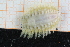  ( - ZMBN150368)  @11 [ ] CreativeCommons-by-nc-sa (2022) UoB University of Bergen, Natural History Collections