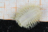  ( - ZMBN150368)  @11 [ ] CreativeCommons-by-nc-sa (2022) UoB University of Bergen, Natural History Collections