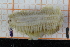  ( - ZMBN150370)  @11 [ ] CreativeCommons-by-nc-sa (2022) UoB University of Bergen, Natural History Collections