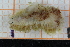  ( - ZMBN150370)  @11 [ ] CreativeCommons-by-nc-sa (2022) UoB University of Bergen, Natural History Collections