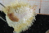 ( - ZMBN150373)  @11 [ ] CreativeCommons-by-nc-sa (2022) UoB University of Bergen, Natural History Collections