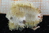  ( - ZMBN150374)  @11 [ ] CreativeCommons-by-nc-sa (2022) UoB University of Bergen, Natural History Collections