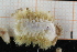  ( - ZMBN150374)  @11 [ ] CreativeCommons-by-nc-sa (2022) UoB University of Bergen, Natural History Collections