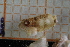  ( - ZMBN150374)  @11 [ ] CreativeCommons-by-nc-sa (2022) UoB University of Bergen, Natural History Collections